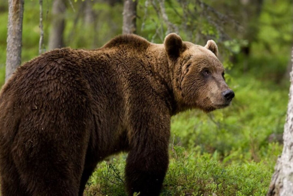 Ιαπωνία: Ψεύτικη ανάρτηση με ΑΙ έσπειρε πανικό για υποτιθέμενη επίθεση αρκούδων