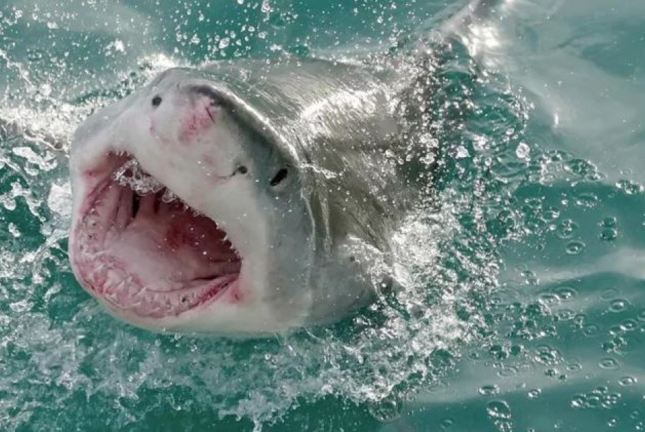 Αυστραλία: Μία γυναίκα νεκρή από θανατηφόρα επίθεση καρχαρία