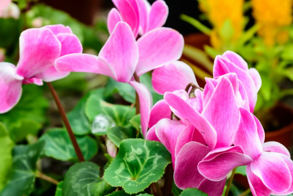 Κυκλάμινο: Εσύ ξέρεις πώς να το ποτίζεις σωστά;