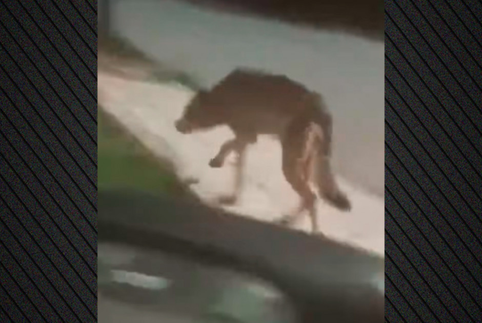 Λύκος έκοβε βόλτες έξω από αυλές σπιτιών (ΒΙΝΤΕΟ)