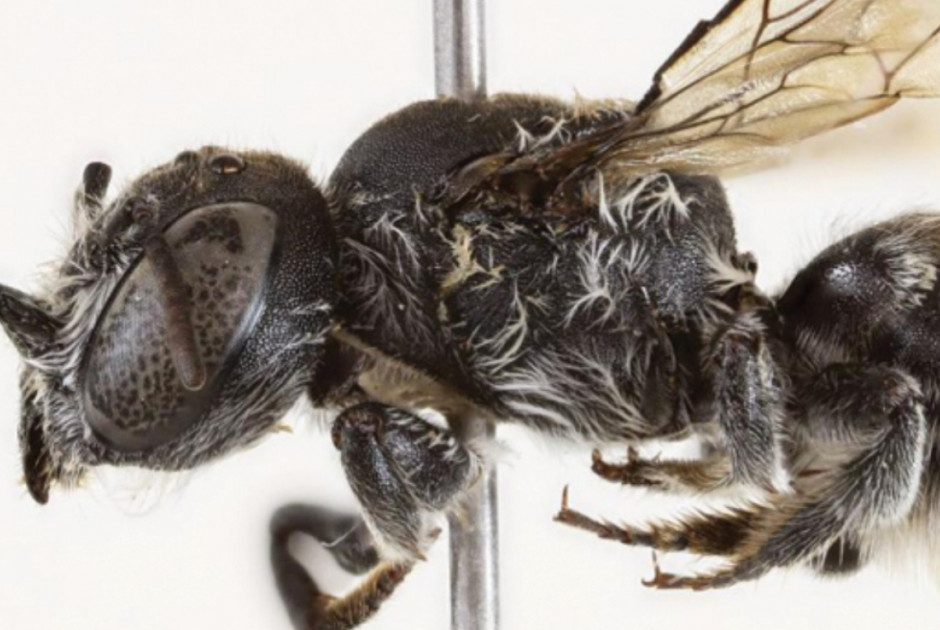 Ανακαλύφθηκε νέο είδος μέλισσας - Γιατί ονομάστηκε «Λούσιφερ»