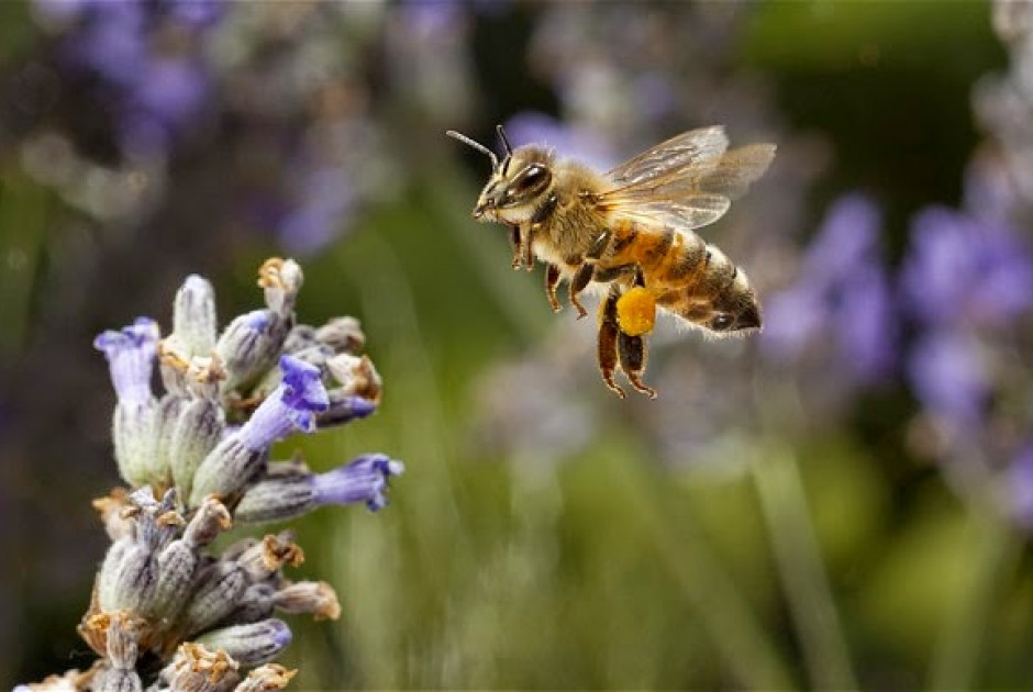 Μελισσοχώρια Λάρνακας: Φυτεύτηκαν πάνω από 1.000 δέντρα
