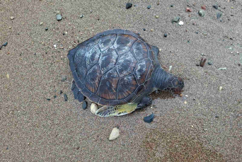 Νεκρή χελώνα εντοπίστηκε σε παραλία - Διερευνάται το περιστατικό