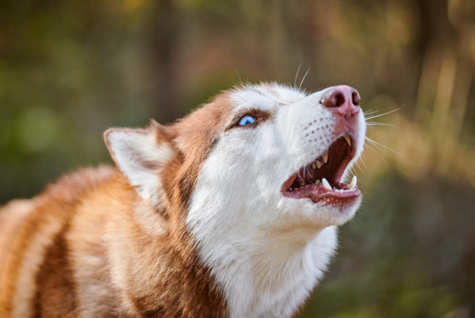 Σκύλος επιτέθηκε σε εννιάμηνο βρέφος και το τραυμάτισε θανάσιμα