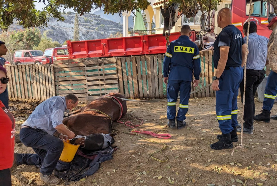 Άλογο παγιδεύτηκε σε φρεάτιο στη Λευκωσία – Εντυπωσιακή επιχείρηση διάσωσης του 30χρονου «Ρωμαίου»