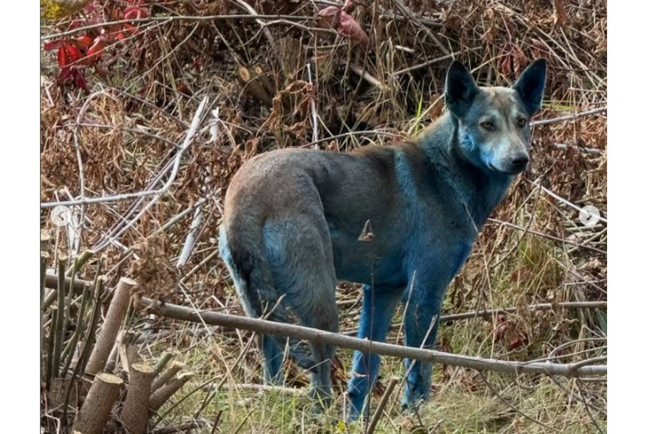 Τι κρύβετε πίσω από τα μπλε σκυλιά του Τσερνόμπιλ;
