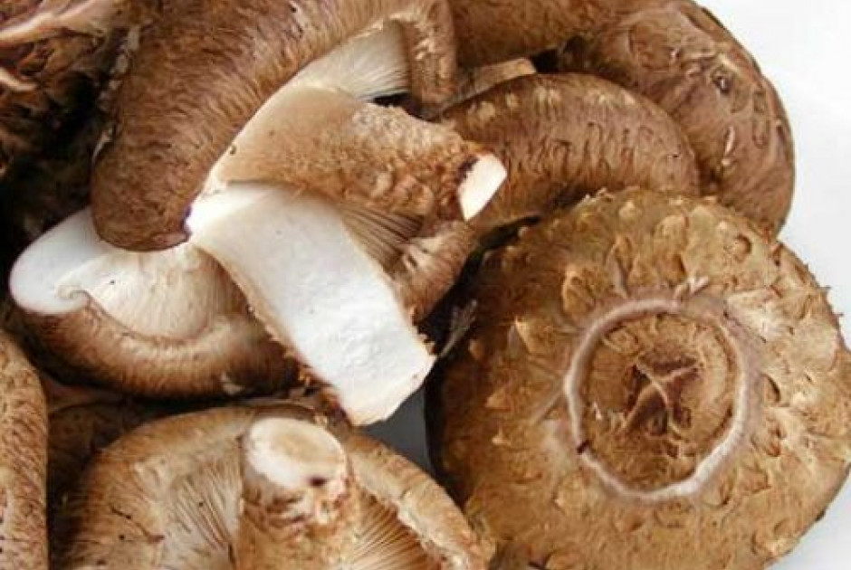 Επιστήμονες δημιούργησαν μικροτσίπ υπολογιστή από μανιτάρια σιτάκε