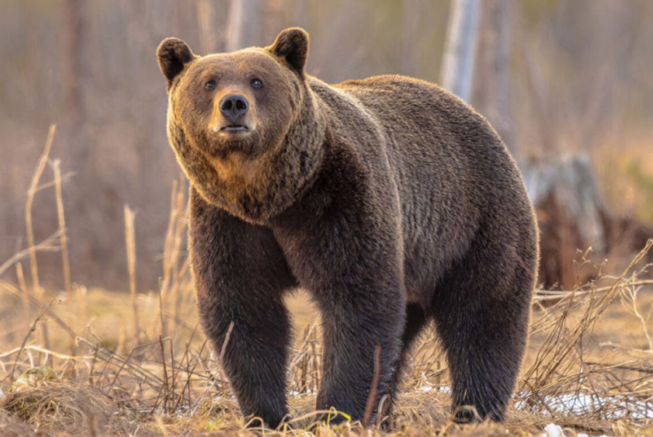 Καναδάς: Αρκούδα επιτέθηκε σε ομάδα μαθητών στα δυτικά της χώρας