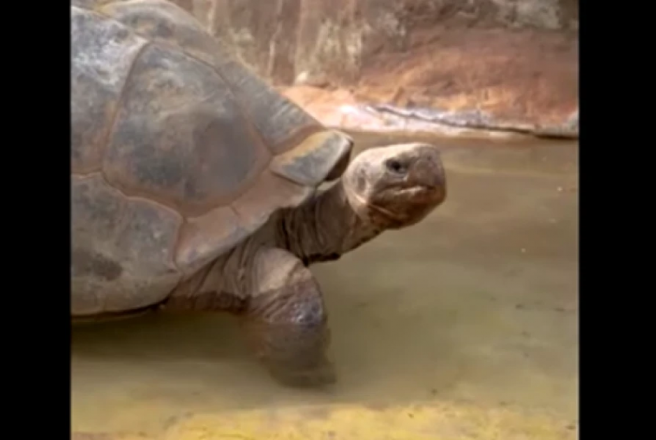 Πέθανε σε ηλικία 141 ετών, η χελώνα "Gramma" που είχε επιβιώσει από δύο Παγκόσμιους Πολέμους