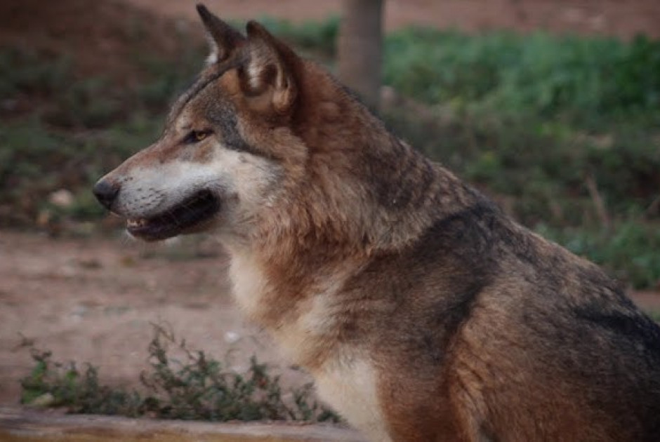 ΗΠΑ: Άνδρας καταγράφηκε σε βίντεο να πλησιάζει και να προκαλεί αγέλη λύκων