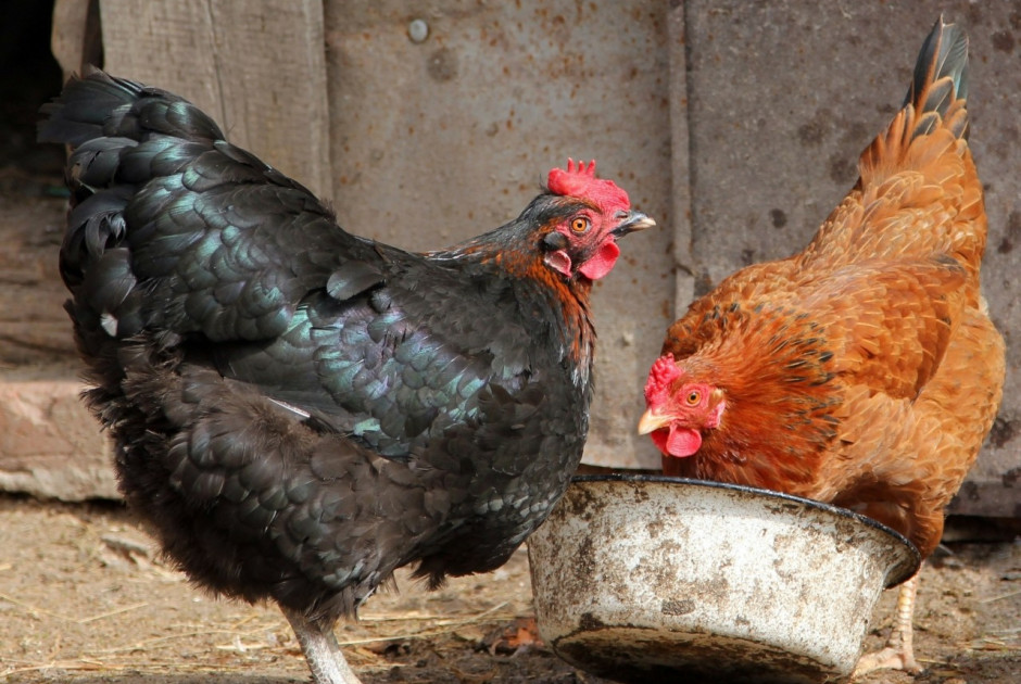 Συναγερμός στις ΗΠΑ: Δεύτερος θάνατος από γρίπη των πτηνών