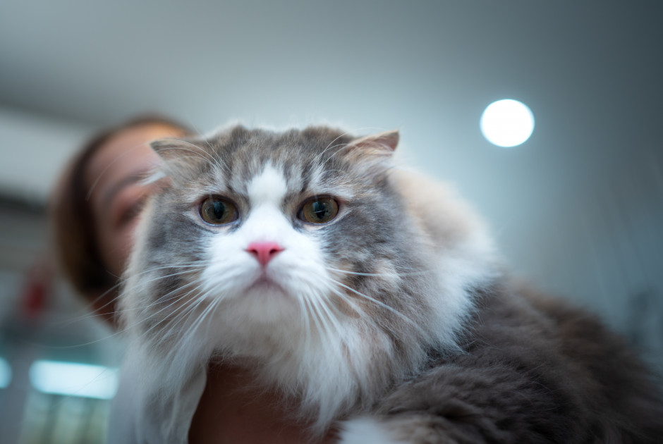 Ποιες λέξεις καταλαβαίνουν οι γάτες