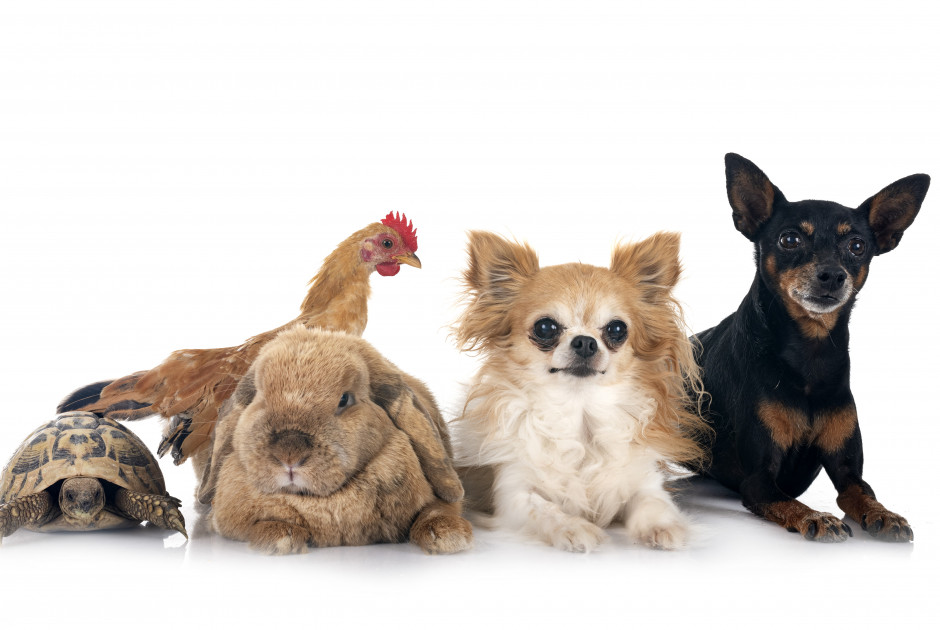 Ολο και πιο πολλά ζώα εμφανίζουν χρόνιες «ανθρώπινες» νόσους