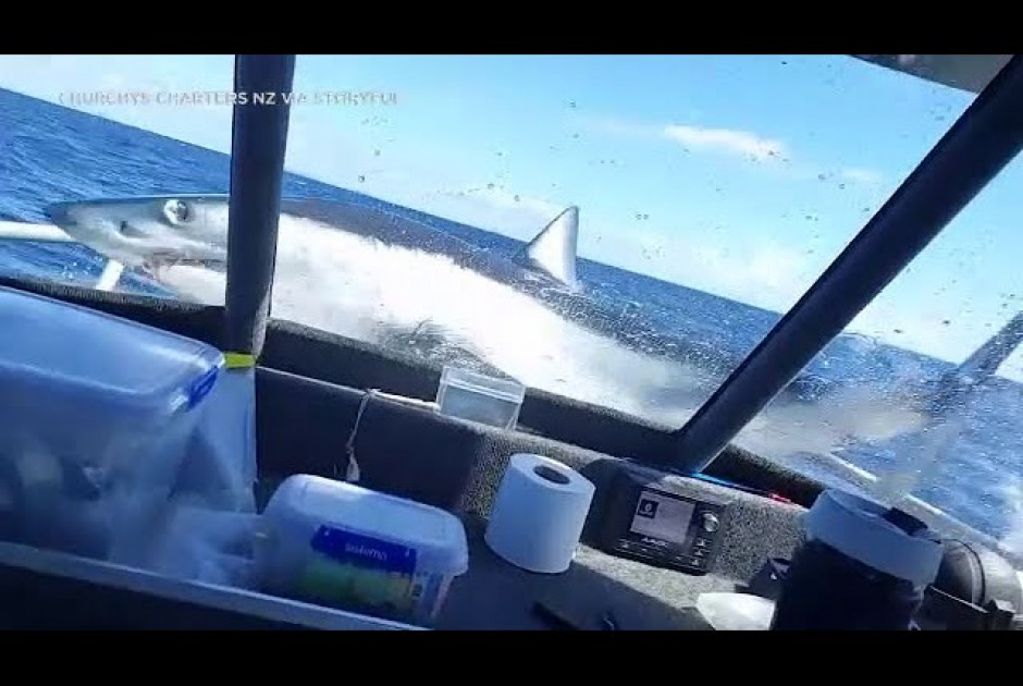 Kαρχαρίας έκανε άλμα α λα Jaws σε αλιευτικό (ΒΙΝΤΕΟ)