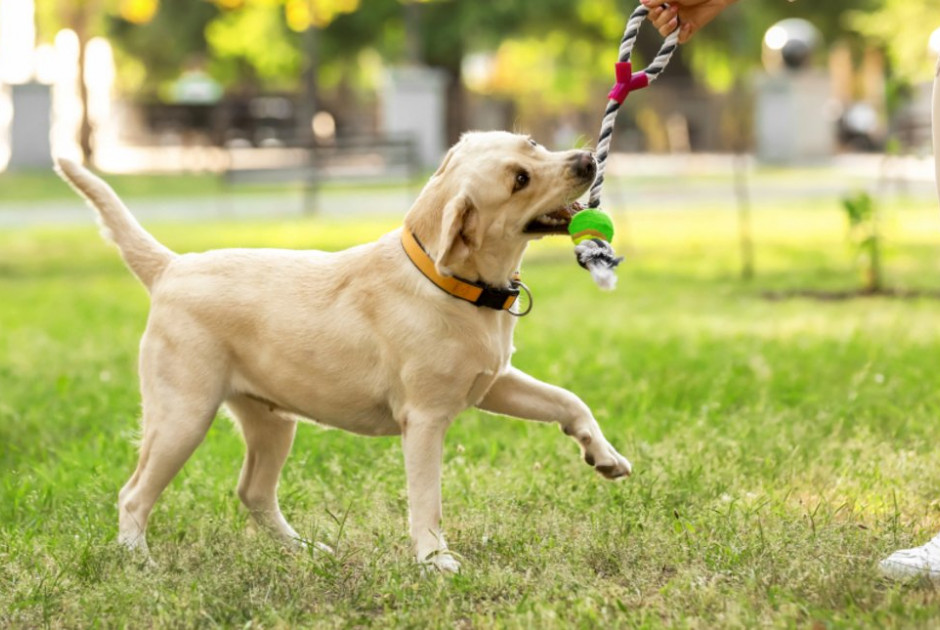 Επιστήμονες λένε ότι τα περισσότερα σκυλιά έχουν λίγο DNA λύκου