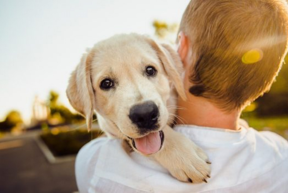 Νέοι ευρωπαϊκοί κανόνες για σκύλους και γάτες
