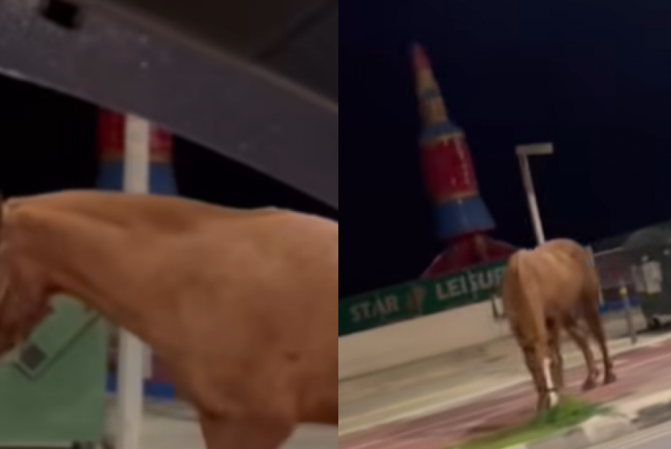 Το είδαμε κι αυτό: Άλογο περιπλανιέται ελεύθερο στους δρόμους του Πρωταρά (ΒΙΝΤΕΟ)