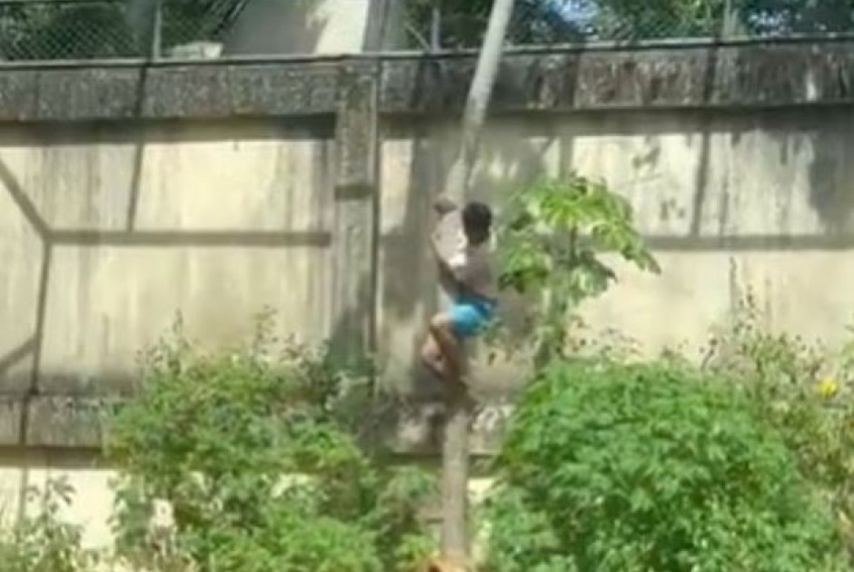 Τραγωδία στη Βραζιλία: 19χρονος κατασπαράχθηκε από λιοντάρια σε ζωολογικό κήπο