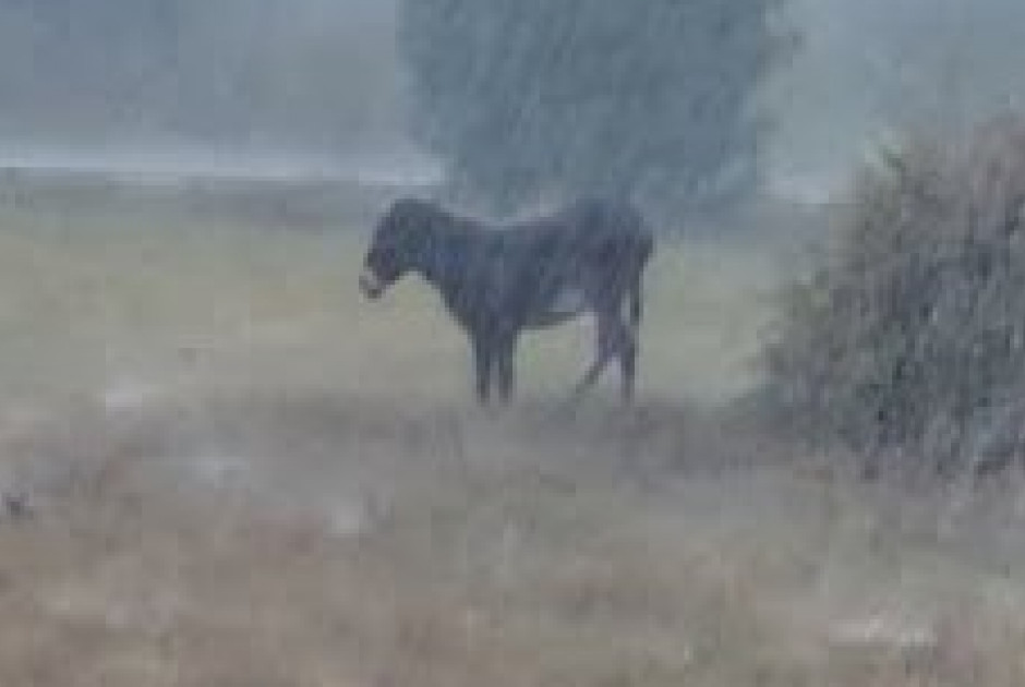 Πάφος: Οργή για γαϊδουράκι δεμένο στη βροχή – Το βίντεο που ξεσήκωσε το διαδίκτυο (ΒΙΝΤΕΟ)