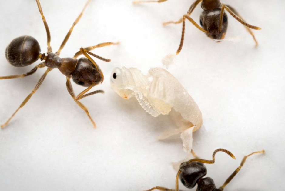 Μυρμήγκια: «Οι φωλιές τους, το ιδανικό μέρος για να ξεσπάσει μια επιδημία»