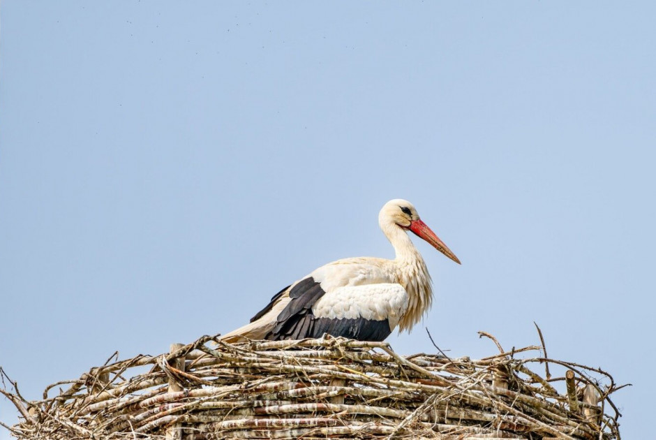 Νεκροί 400 πελαργοί, θύματα της γρίπης των πτηνών