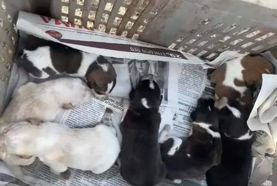 Πέταξαν επτά νεογέννητα σκυλάκια στο φράγμα Ξυλιάτου (ΒΙΝΤΕΟ)