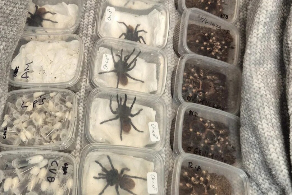 Φόρτωσε το όχημα του με ταραντούλες