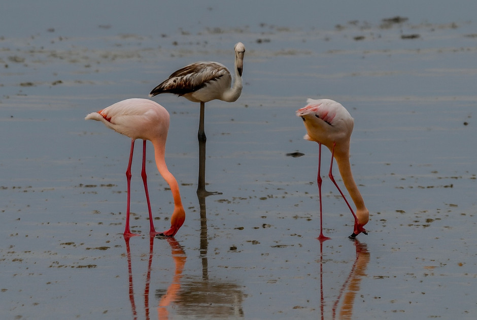 Πινακίδες και… πρόστιμα €2.000 στην Αλυκή Λάρνακας – Έκκληση να σταματήσει η ανεξέλεγκτη πρόσβαση
