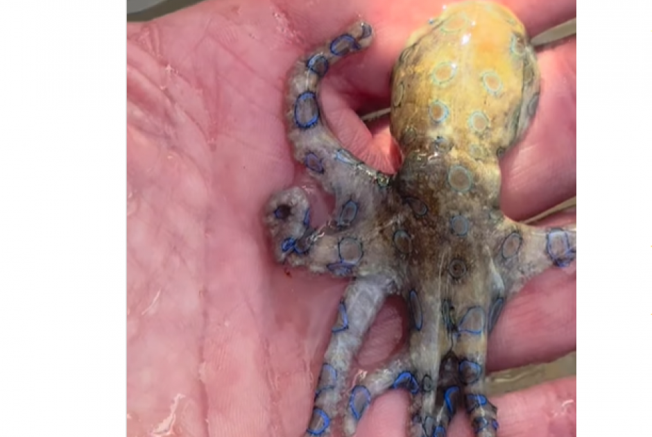 Τουρίστας έπιασε εν αγνοία του θανατηφόρο χταπόδι – Περάσε νωρίτερα και από τα χέρια παιδιών