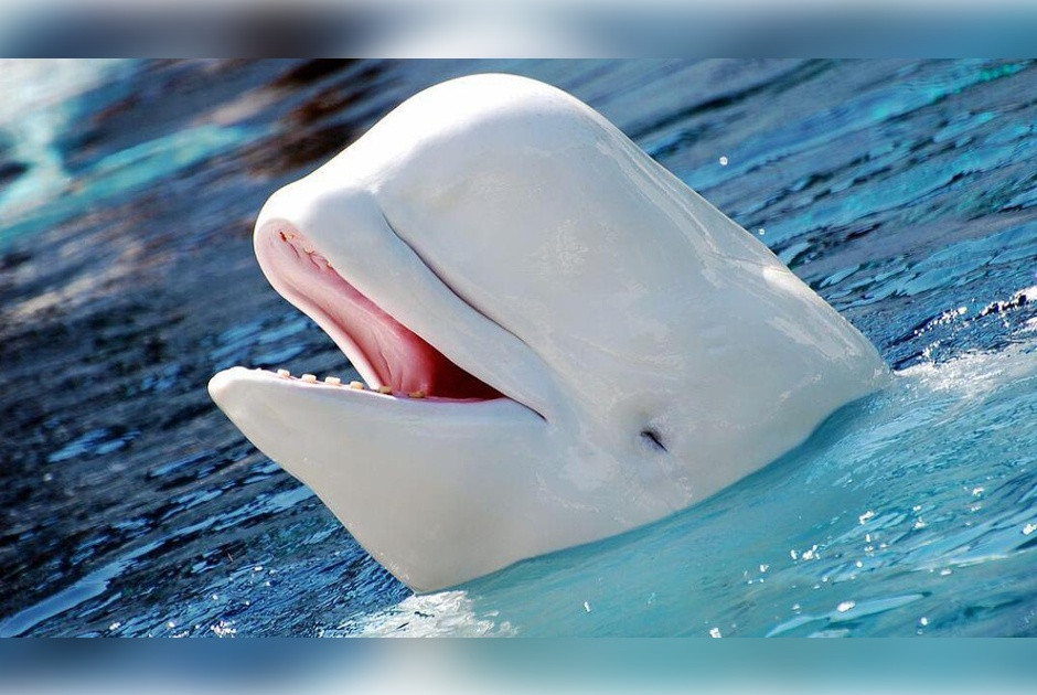 Φάλαινα μπελούγκα στην Κίνα: Πέταξε νερό σε άνδρα και έσβησε το τσιγάρο του