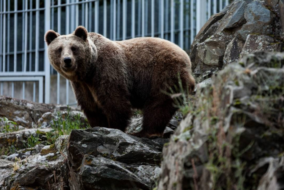 Μικρές αρκούδες σε ζωολογικό κήπο της Νέας Υόρκης κάνουν «τραμπάλα»
