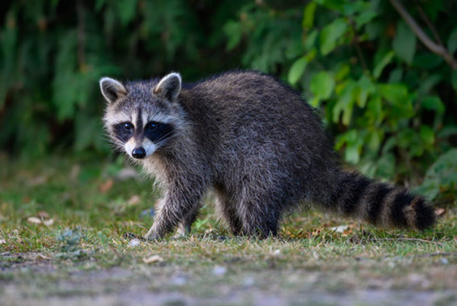 Απίστευτο σκηνικό: Σκανταλιάρικο ρακούν διέρρηξε κατάστημα ποτών