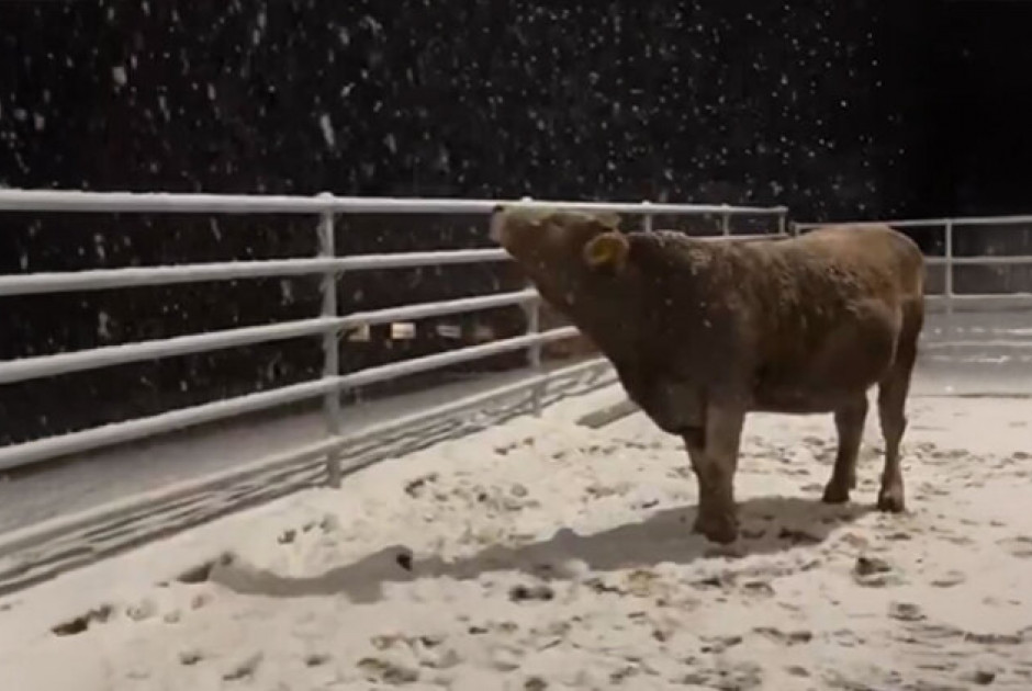 Αγελάδα είδε για πρώτη φορά στη ζωή της χιόνι και η αντίδρασή της έκλεψε τις εντυπώσεις (ΒΙΝΤΕΟ)