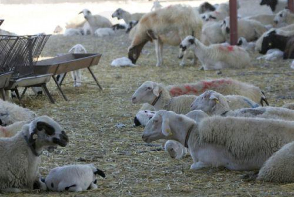 Αφθώδης πυρετός: 24ωρη κάλυψη σημείων διέλευσης από Κατεχόμενα για απολύμανση οχημάτων