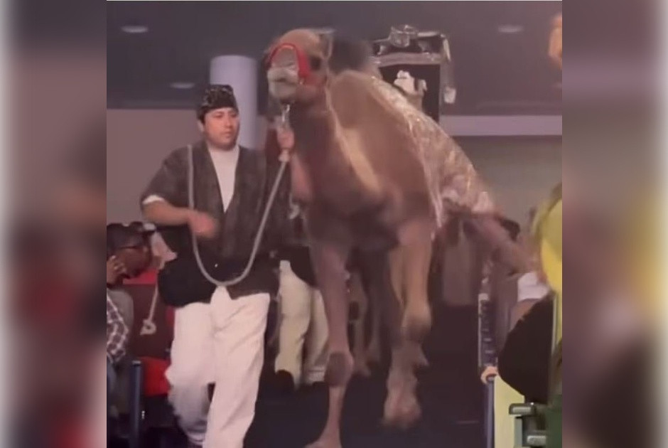 Καμήλα χτυπά στο κεφάλι γυναίκα