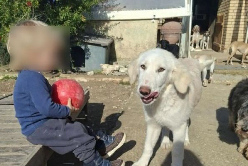 Τραγωδία 2χρονου στη Ζάκυνθο: Ελεύθεροι οι γονείς – Κρίσιμο το μέλλον του σκύλου αν θα θανατωθεί