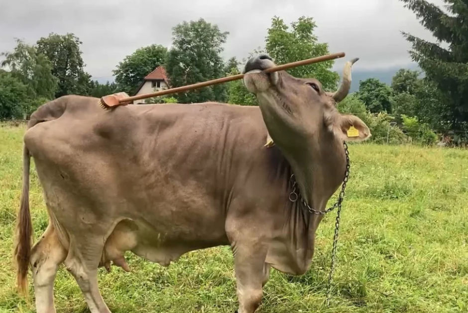 &Alpha;&upsilon;&tau;ή &epsilon;ί&nu;&alpha;&iota; &eta; &Beta;&epsilon;&rho;ό&nu;&iota;&kappa;&alpha;, &eta; &pi;&iota;&omicron; έ&xi;&upsilon;&pi;&nu;&eta; &alpha;&gamma;&epsilon;&lambda;ά&delta;&alpha; &sigma;&tau;&omicron;&nu; &kappa;ό&sigma;&mu;&omicron;