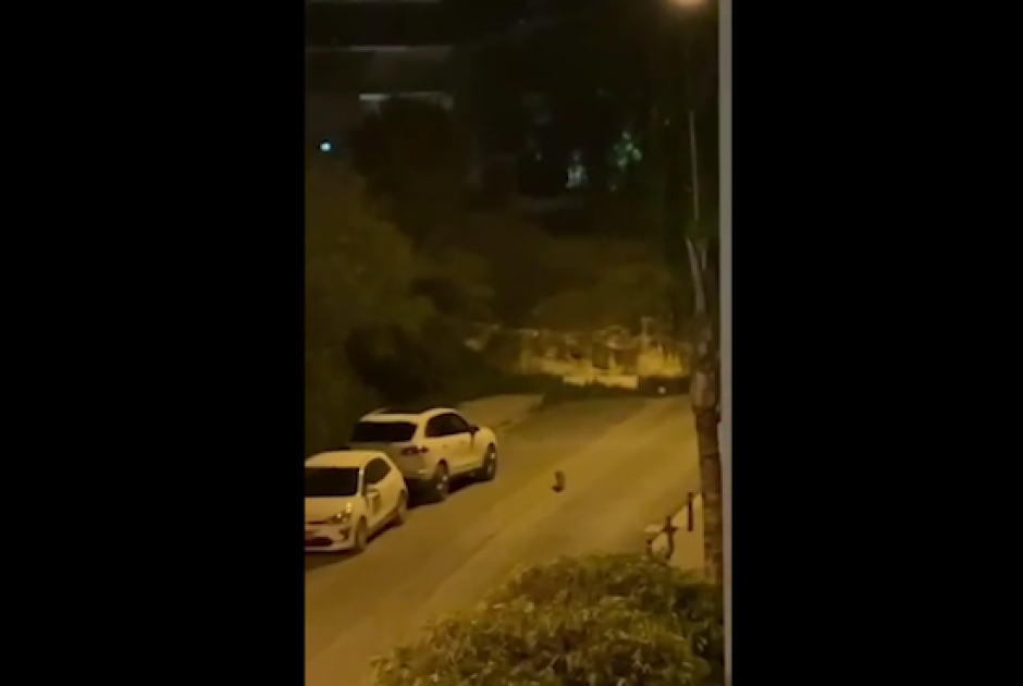 Αλεπού κόβει μεσονύχτιες βόλτες στην Αγλαντζιά (ΒΙΝΤΕΟ)