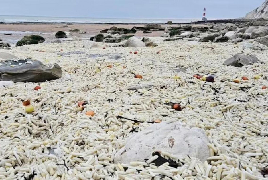 &Chi;&iota;&lambda;&iota;ά&delta;&epsilon;&sigmaf; &tau;&eta;&gamma;&alpha;&nu;&eta;&tau;έ&sigmaf; &pi;&alpha;&tau;ά&tau;&epsilon;&sigmaf; &kappa;&alpha;&iota; &kappa;&rho;&epsilon;&mu;&mu;ύ&delta;&iota;&alpha; &xi;&epsilon;&beta;&rho;ά&sigma;&tau;&eta;&kappa;&alpha;&nu; &sigma;&epsilon; &alpha;&kappa;&tau;ή &sigma;&tau;&eta; &Beta;&rho;&epsilon;&tau;&alpha;&nu;ί&alpha;