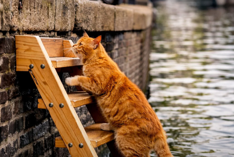 Ά&mu;&sigma;&tau;&epsilon;&rho;&nu;&tau;&alpha;&mu;: &Tau;&omicron;&pi;&omicron;&theta;&epsilon;&tau;&epsilon;ί &epsilon;&iota;&delta;&iota;&kappa;έ&sigmaf; &sigma;&kappa;ά&lambda;&epsilon;&sigmaf; &gamma;&iota;&alpha; &nu;&alpha; &sigma;&kappa;&alpha;&rho;&phi;&alpha;&lambda;ώ&nu;&omicron;&upsilon;&nu; &omicron;&iota; &gamma;ά&tau;&epsilon;&sigmaf; &pi;&omicron;&upsilon; &pi;έ&phi;&tau;&omicron;&upsilon;&nu; &sigma;&tau;&alpha; &kappa;&alpha;&nu;ά&lambda;&iota;&alpha; &tau;&omicron;&upsilon;