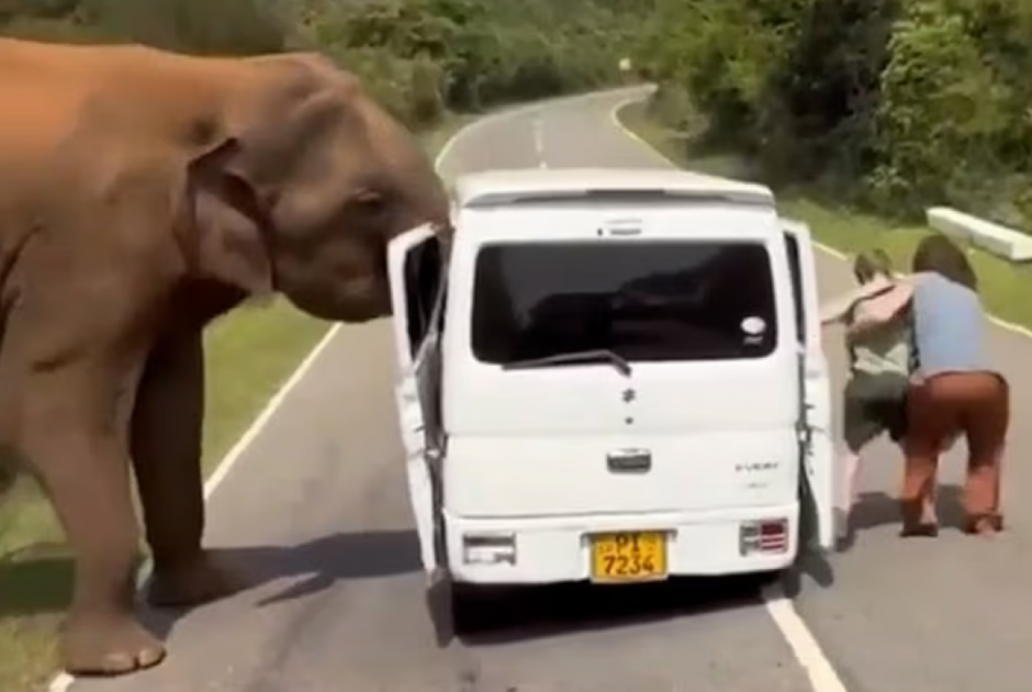 Τρόμος για τουρίστες - Τους επιτέθηκε ελέφαντας όταν προσπάθησσν να τον ταΐσουν