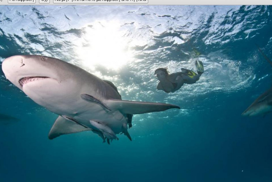 Καρχαρίες της Γροιλανδίας αποκαλύπτουν νέα μυστικά για την αντιγήρανση