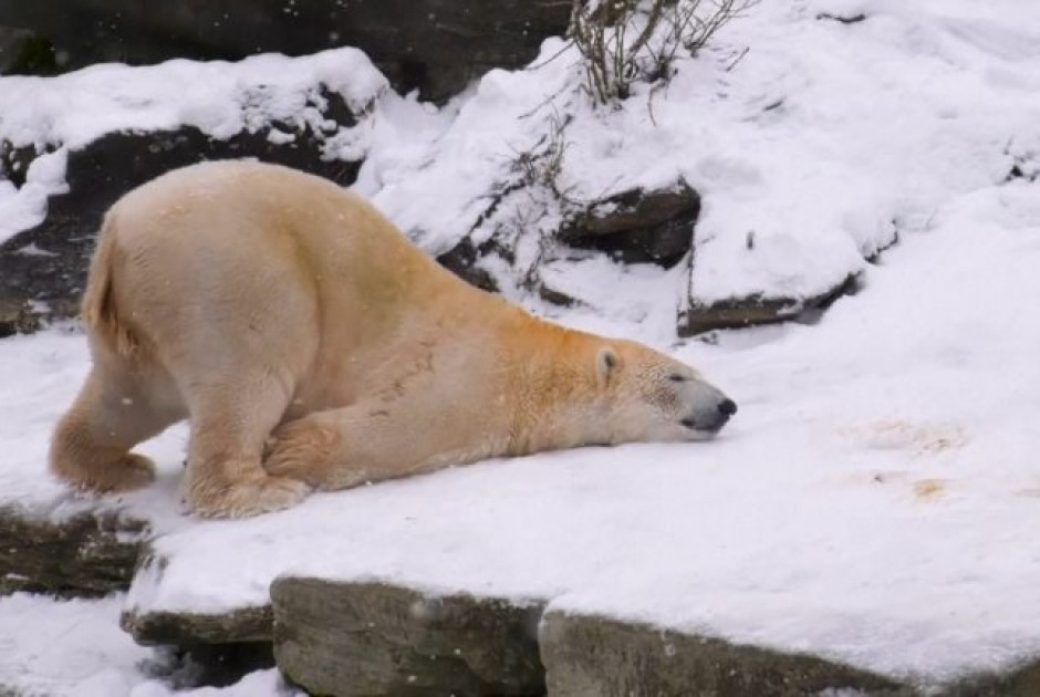Κακοκαιρία στην Ευρώπη: Για κάποιους είναι… «απόλαυση»