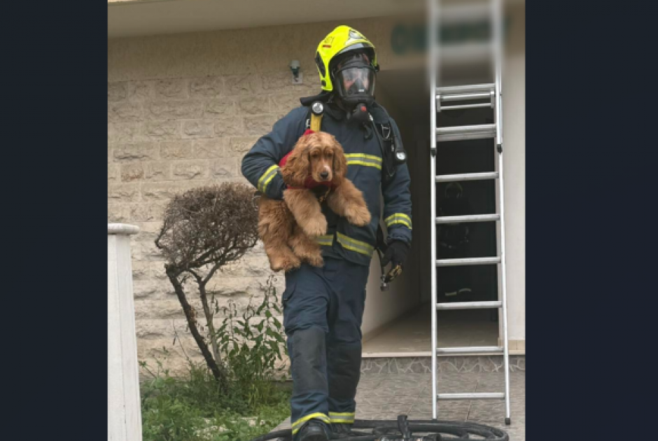 Πυρκαγιά στη Λάρνακα: Η στιγμή που πυροσβέστης σώζει σκυλάκι (ΦΩΤΟ)