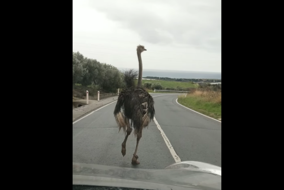 Στρουθοκάμηλος βγήκε για πρωινή βόλτα... στη σωστή κατεύθυνση κυκλοφορίας (ΒΙΝΤΕΟ)