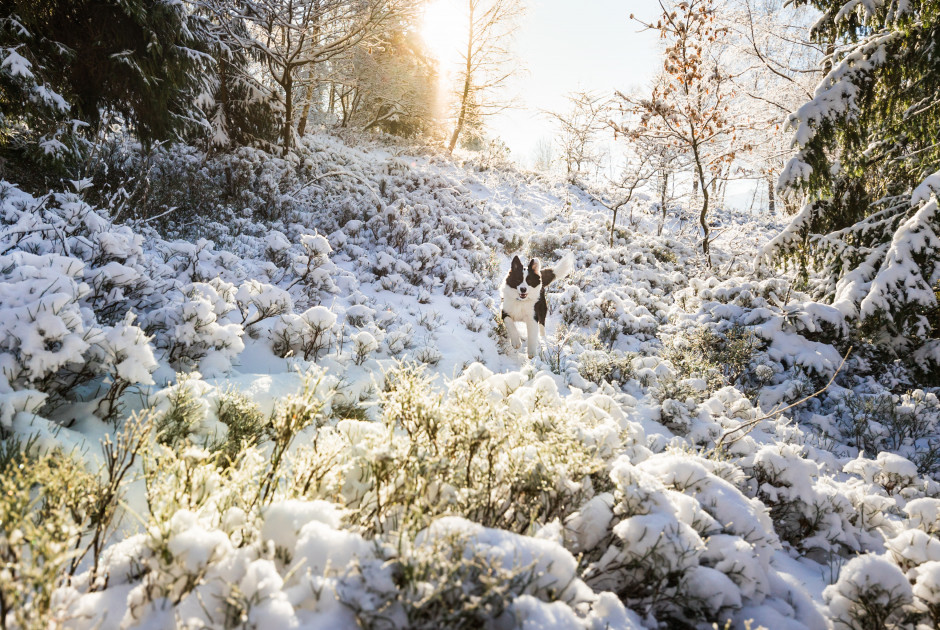 &Sigma;&kappa;ό&nu;&eta;, &beta;&rho;&omicron;&chi;έ&sigmaf; &kappa;&alpha;&iota; &chi;&iota;ό&nu;&iota;&alpha; &sigma;&tau;&omicron; &Tau;&rho;ό&omicron;&delta;&omicron;&sigmaf; - &Tau;&iota; &nu;&alpha; &pi;&epsilon;&rho;&iota;&mu;έ&nu;&omicron;&upsilon;&mu;&epsilon; &tau;&omicron; &Sigma;&alpha;&beta;&beta;&alpha;&tau;&omicron;&kappa;ύ&rho;&iota;&alpha;&kappa;&omicron;