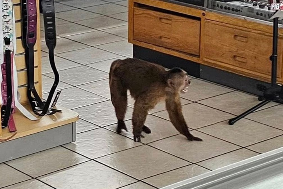 «Συνελήφθη» πίθηκος που τα «έσπασε» σε κατάστημα μουσικών οργάνων στο Τενεσί (ΒΙΝΤΕΟ)