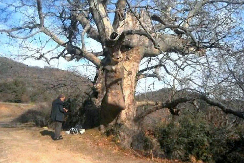 &Pi;&omicron;ύ &beta;&rho;ί&sigma;&kappa;&epsilon;&tau;&alpha;&iota; &omicron; 850 &epsilon;&tau;ώ&nu; &Pi;&lambda;ά&tau;&alpha;&nu;&omicron;&sigmaf; &sigma;&tau;&eta;&nu; &Epsilon;&lambda;&lambda;ά&delta;&alpha; &pi;&omicron;&upsilon; &kappa;&eta;&rho;ύ&chi;&theta;&eta;&kappa;&epsilon; &laquo;&Delta;&iota;&alpha;&tau;&eta;&rho;&eta;&tau;έ&omicron; &Mu;&nu;&eta;&mu;&epsilon;ί&omicron; &tau;&eta;&sigmaf; &Phi;ύ&sigma;&eta;&sigmaf;&raquo;