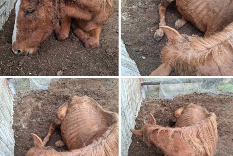 Παρέμβαση Οικολόγων μετά τον εντοπισμό αλόγου σε κακή κατάσταση