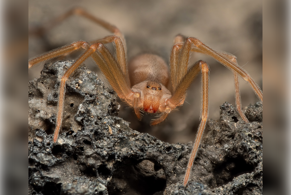 Ισπανία: Ανησυχία σε τουριστικούς προορισμούς μετά από τσιμπήματα αράχνης-βιολί